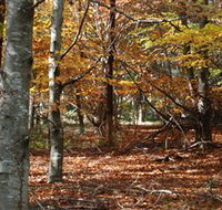 RJ Hamer Arboretum - Accommodation Melbourne