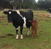 Animal Land Children's Farm - Accommodation Melbourne