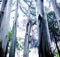 Dandenong Ranges National Park - Accommodation Melbourne