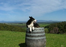 Windy Ridge Vineyard And Winery - Accommodation Melbourne 0