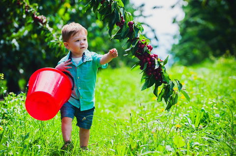 Cherryhill Orchards - Accommodation Melbourne 2