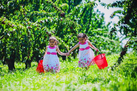 Cherryhill Orchards - Accommodation Melbourne 6