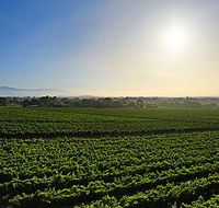 GREENSTONE VINEYARDS - Accommodation Melbourne