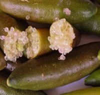 Sandy Creek Olives and Finger Limes - Accommodation Melbourne