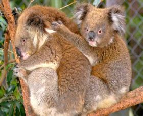 Shoalhaven Zoo - Accommodation Melbourne 0