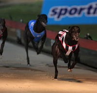 Dapto Dogs - Accommodation Melbourne