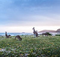 Pebbly Beach - Accommodation Melbourne