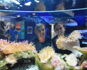 Solitary Islands Aquarium - Accommodation Melbourne 0