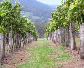 Villa D Esta Vineyard - Accommodation Melbourne 1
