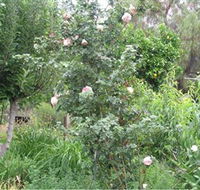 Tombstone Estate Vineyard - Accommodation Melbourne