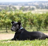 Moothi Estate Vineyard and Cellar Door - Accommodation Melbourne