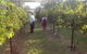 Holland Wines - thumb 8