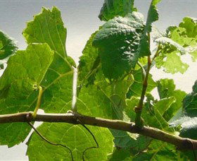 Angullong Wines - Accommodation Melbourne 1