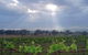 Thunder Ridge Wines - thumb 1