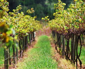 Fussy Grape Winery - Accommodation Melbourne 2