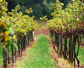 Fussy Grape Winery - Accommodation Melbourne 1