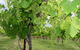 Holland Wines - thumb 0
