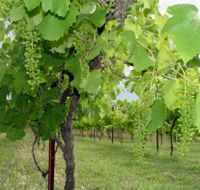 Holland Wines - Accommodation Melbourne