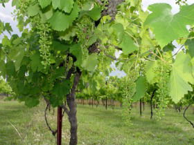 Holland Wines - Accommodation Melbourne 0