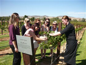 Jacob's Creek Vineyard Tour - Accommodation Melbourne 2