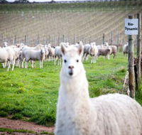 Gemtree Vineyards Cellar Door - Accommodation Melbourne