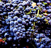 Nandroya Vineyard - Accommodation Melbourne