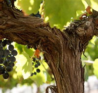 Blackjack Vineyards - Accommodation Melbourne