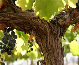 Blackjack Vineyards - Accommodation Melbourne 0