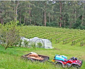 Peveril Vineyard/Beechy Berries - Accommodation Melbourne 1
