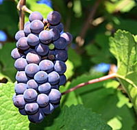 Tinderbox Vineyard - Accommodation Melbourne
