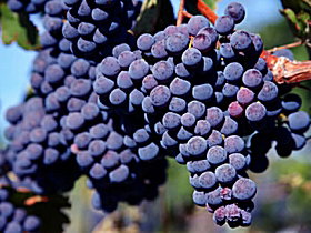 Morningside Vineyard - Accommodation Melbourne 0