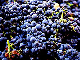 Tolpuddle Vineyard - Accommodation Melbourne 0