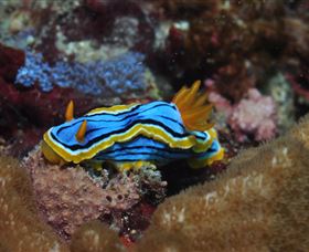 Coral Gardens Dive Site Mooloolaba - Accommodation Melbourne 1