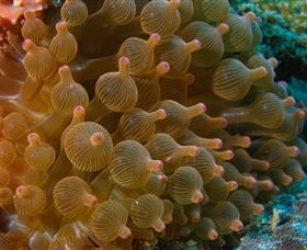 Coral Gardens Dive Site Mooloolaba - Accommodation Melbourne 0