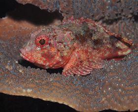 Coral Gardens Dive Site Mooloolaba - Accommodation Melbourne 2