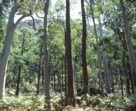Cathedral Range State Park - Accommodation Melbourne 0