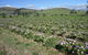Damasque Rose Oil Farm - thumb 1