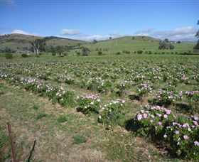 Damasque Rose Oil Farm - Accommodation Melbourne 1