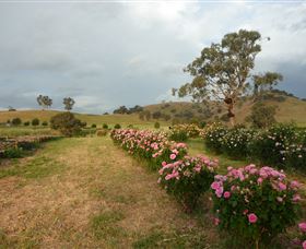 Damasque Rose Oil Farm - Accommodation Melbourne 0