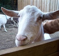 Drysdale Cheeses - Accommodation Melbourne