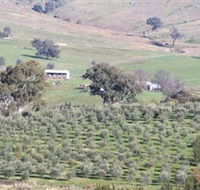 Wymah Organic Olives and Lambs - Accommodation Melbourne