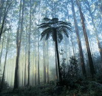 Yarra Ranges National Park - Accommodation Melbourne