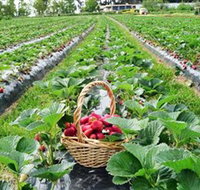 Blue Hills Berries  Cherries - Accommodation Melbourne