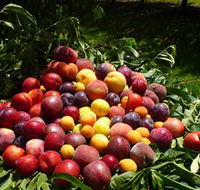 Rayner's Orchard - Accommodation Melbourne