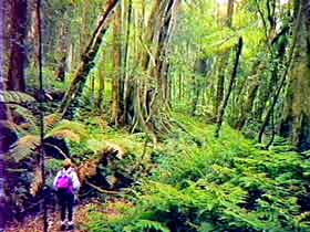 Bunya Mountains National Park - Accommodation Melbourne 1