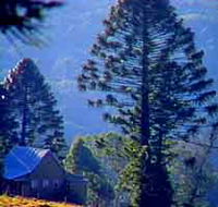 Bunya Mountains National Park - Accommodation Melbourne
