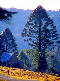 Bunya Mountains National Park - Accommodation Melbourne 0