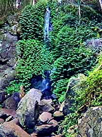 Bunya Mountains National Park - Accommodation Melbourne 2