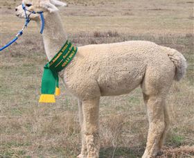 Marchmont Park Alpacas - Accommodation Melbourne 1