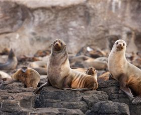 Phillip Island Nature Parks - Accommodation Melbourne 1